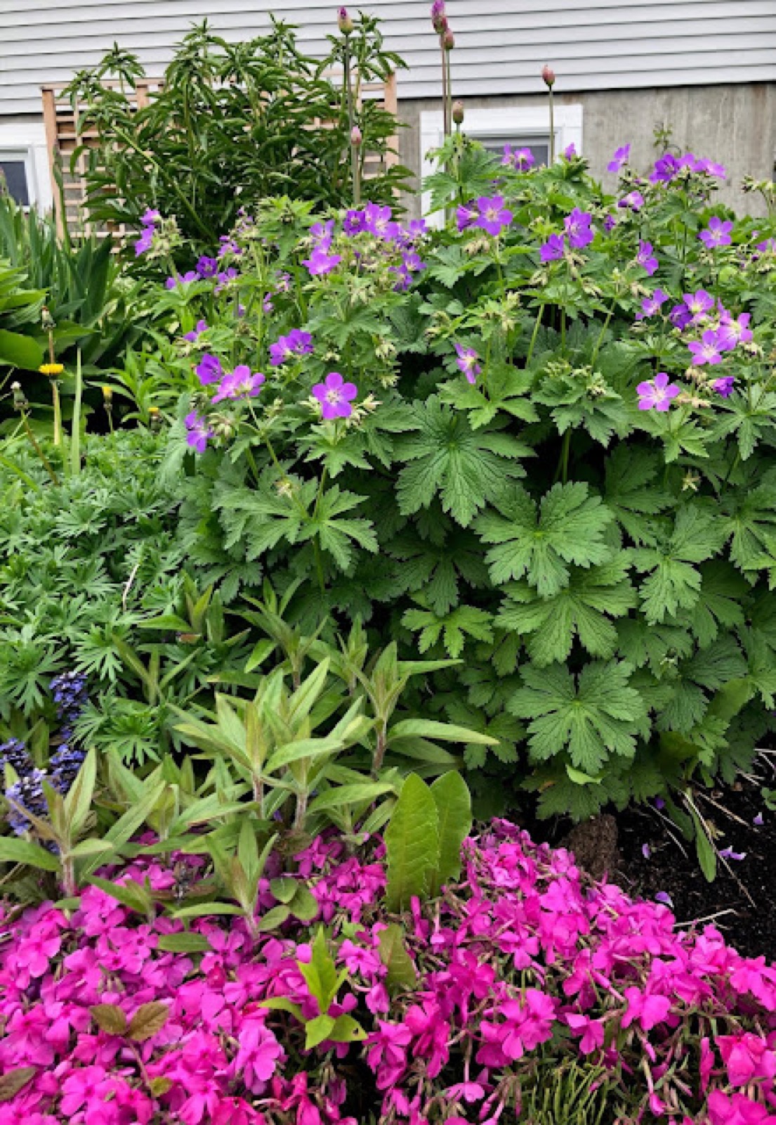 A garden bed against a gray-shingled house: purple wild geranium in bloom with allium buds on tall stems rising behind, above a mound of vivid magenta creeping phlox.