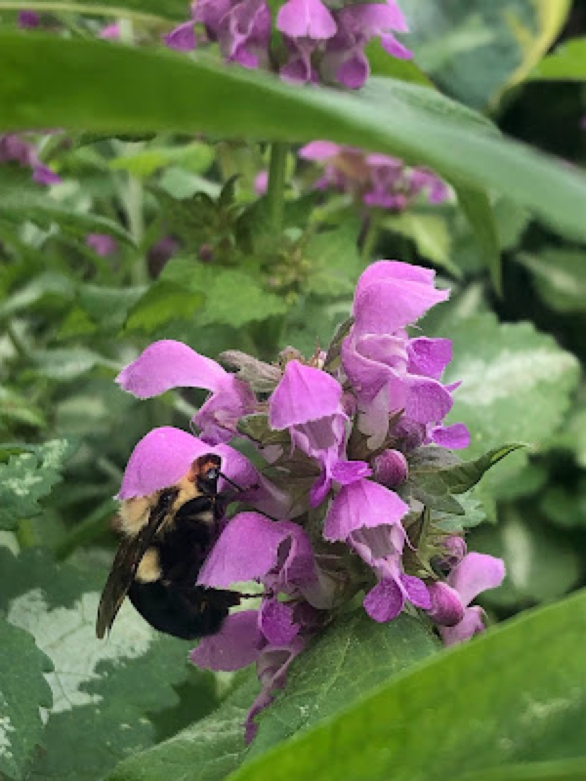 A fuzzy black-and-yellow bumblebee feeding on a dense cluster of pink dead-nettle blooms among green leaves.