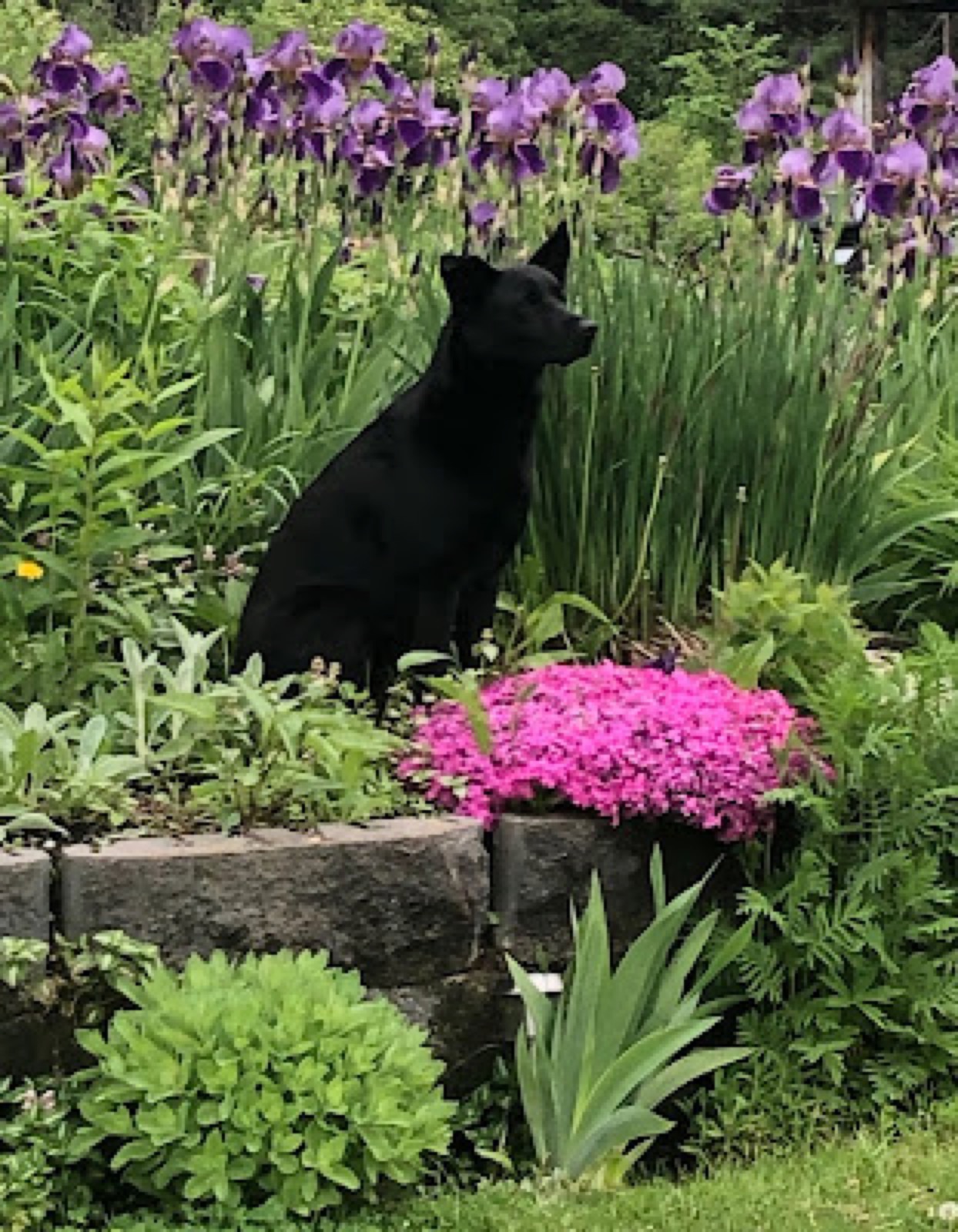 A black dog sits in the garden among tall purple bearded iris, beside a stone raised bed topped with bright pink creeping phlox.