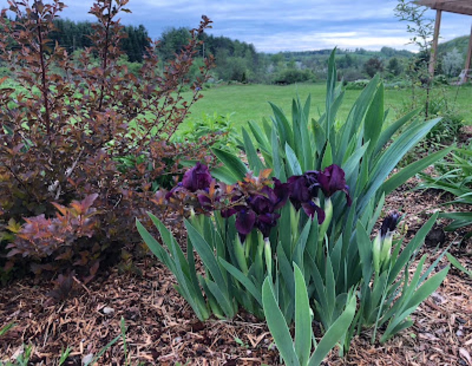 Deep maroon-purple dwarf iris blooming in a mulched garden bed beside a copper-leaved ninebark shrub, with a green lawn, rolling wooded hills, and a cloudy sky beyond.