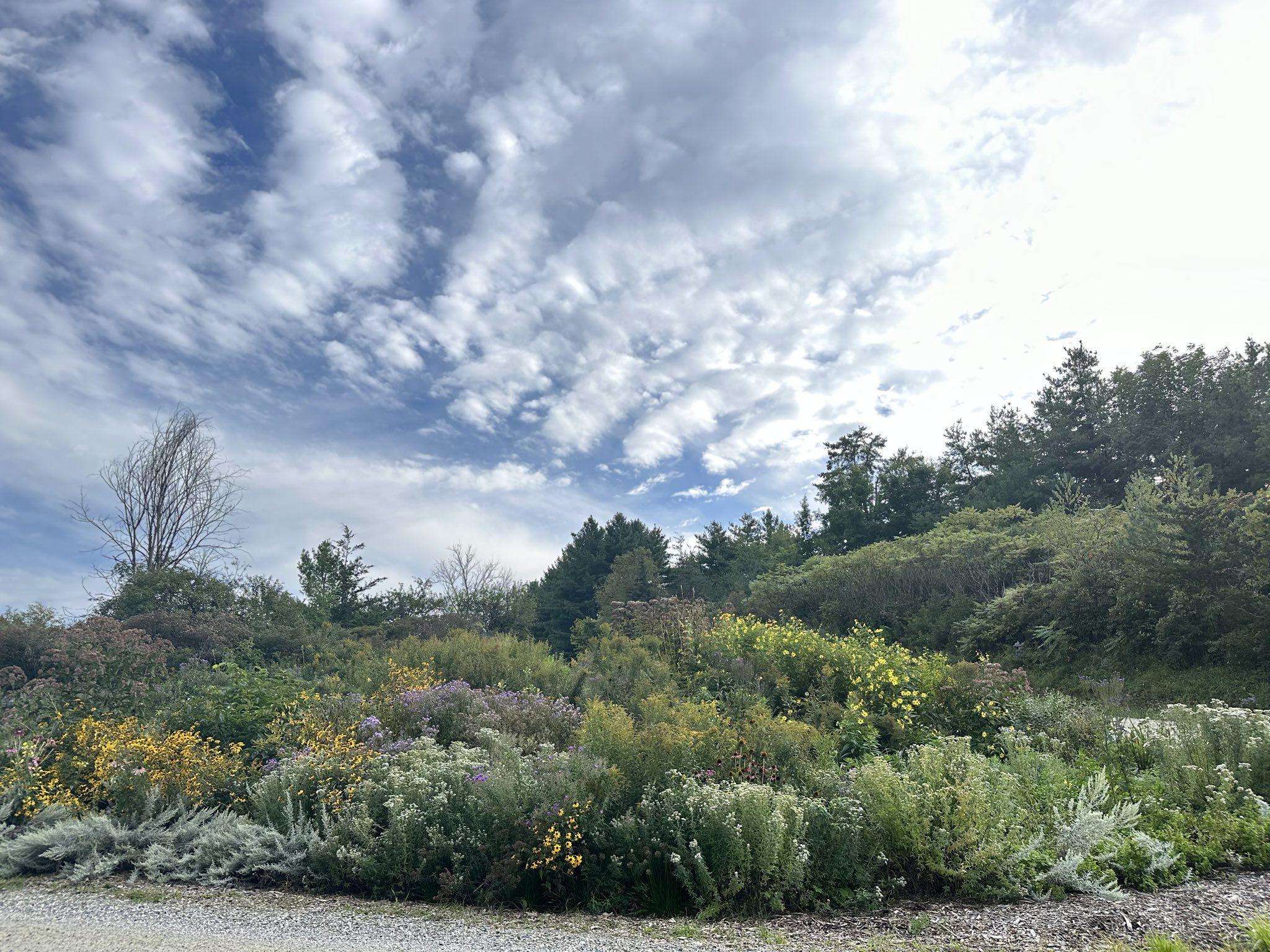 A wide pollinator garden in full sun, packed with yellow daisy-like blooms, silvery foliage, and mounds of purple and white flowers, backed by green shrubs and a wooded hillside under a big cloud-streaked blue sky.