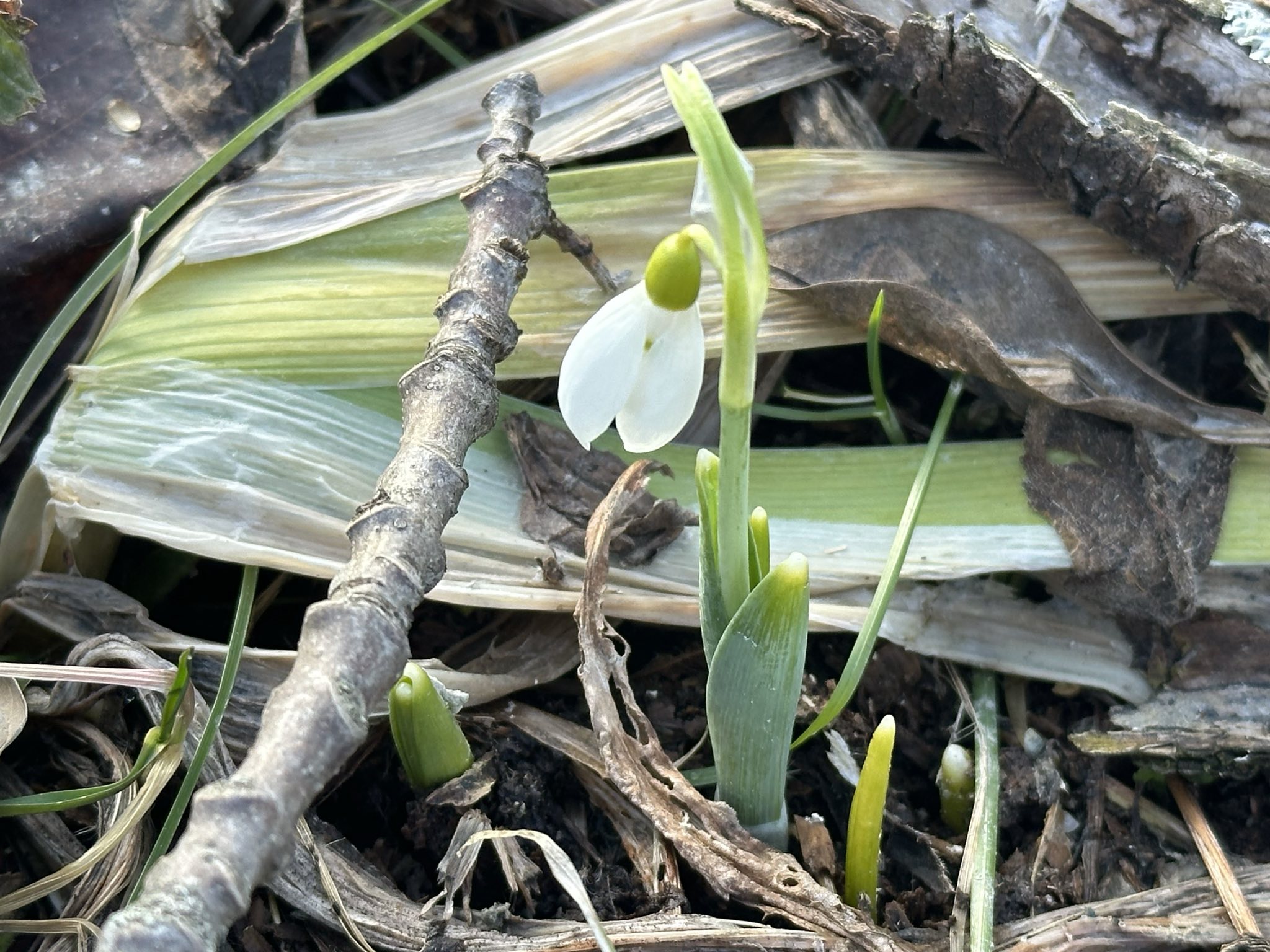 A single white snowdrop in bloom, nodding above a cluster of green shoots emerging through dead leaves and dried grasses on the ground.